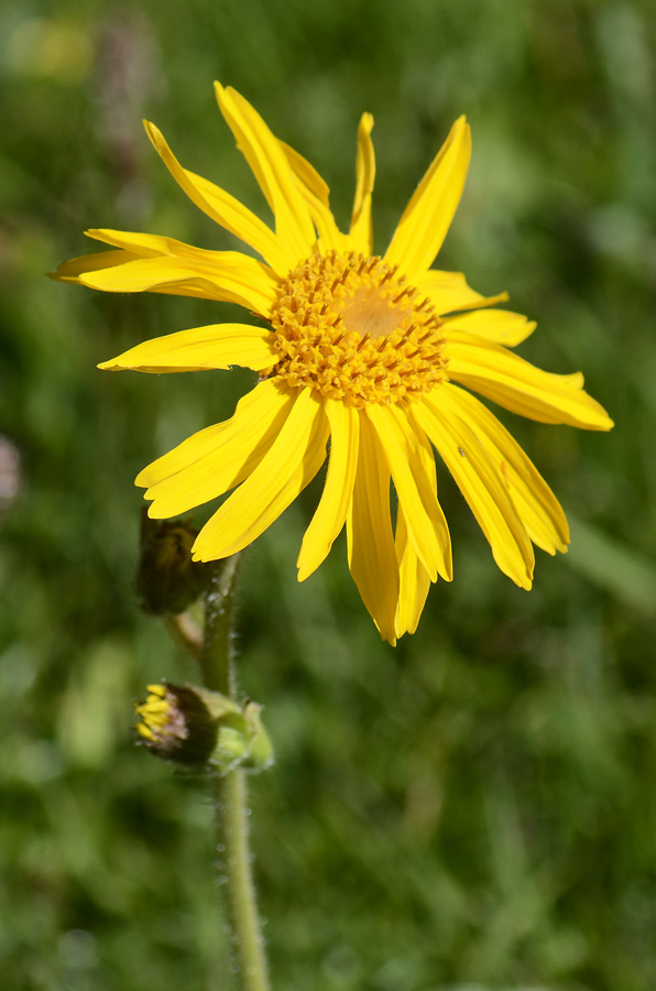 Arnica montana / Arnica